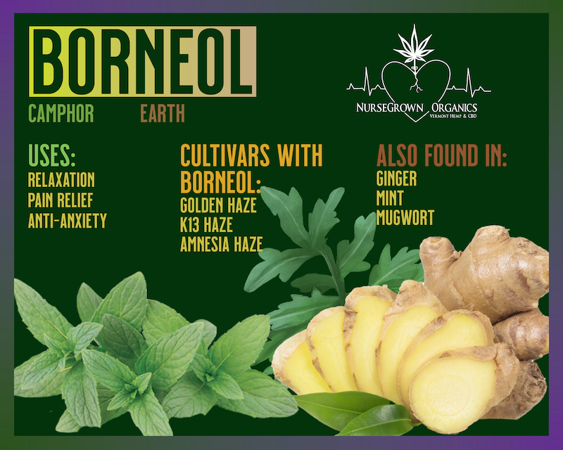 Terpene Tuesday: Borneol – Jessilyn Dolan – Vermont Cannabis Nurse